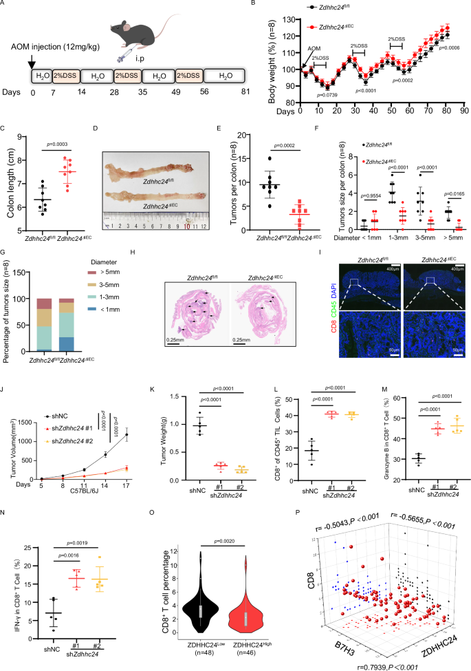 Fig. 5: ZDHHC24 promotes tumor growth by inhibiting the antitumor activity of CD8+ T cells.