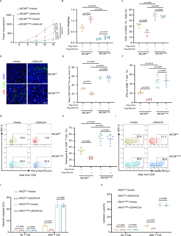 Fig. 6: ZDHHC24 inhibition of antitumor effects on CD8+ T cells requires B7H3 palmitoylation.