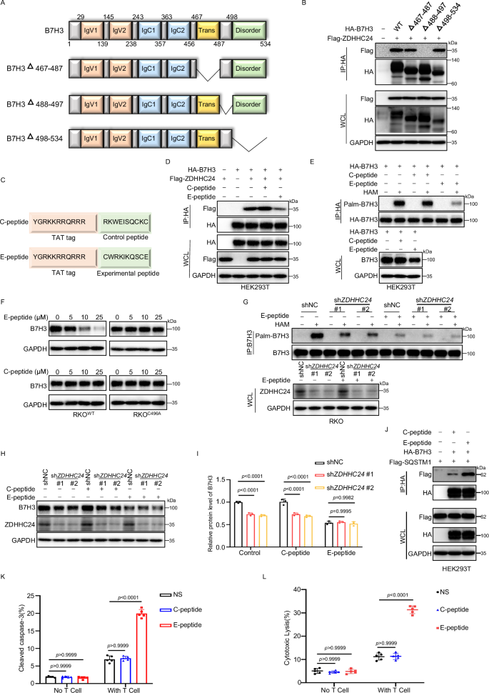 Fig. 7: Targeting B7H3 C496 palmitoylation enhances CD8+ T effects in vitro.