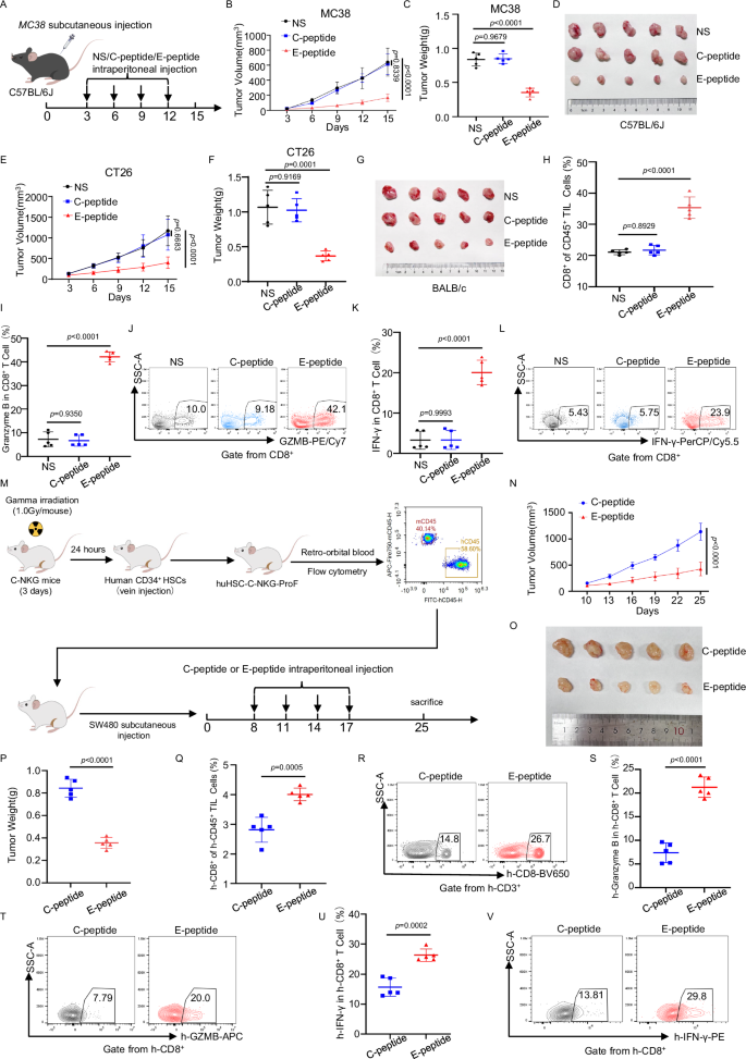 Fig. 8: Synthetic peptides activate antitumor immunity in vivo.