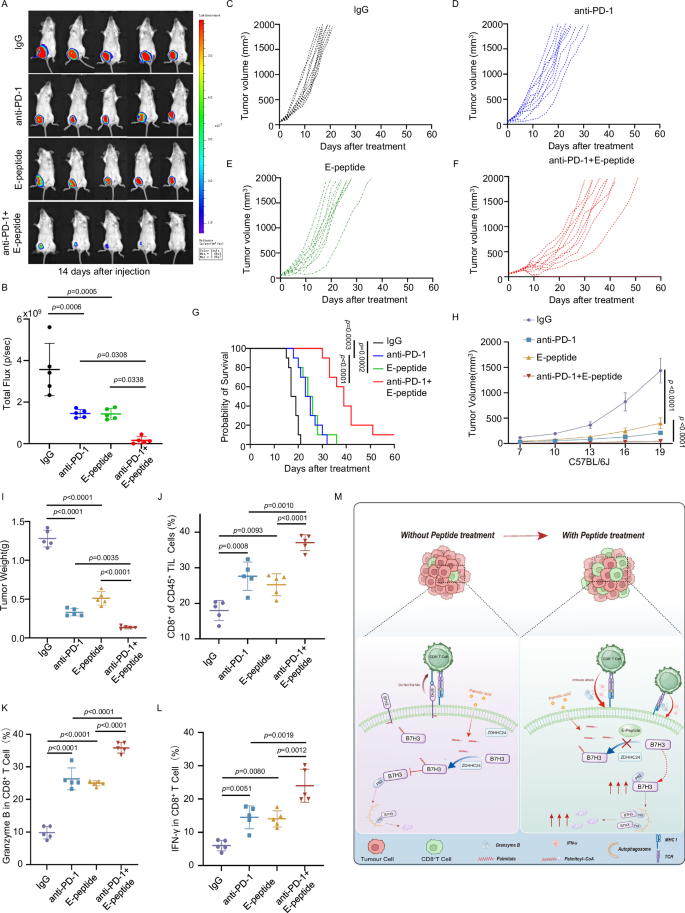 Fig. 9: Combined blockade of B7H3 palmitoylation and PD-1 synergistically enhances antitumor effects.