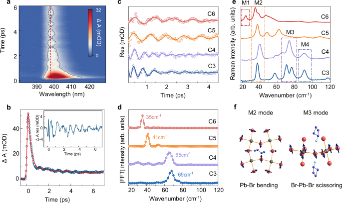 Fig. 3: Cyclic organic cation-dependent coherent phonon dynamics in 2D lead bromide perovskites.