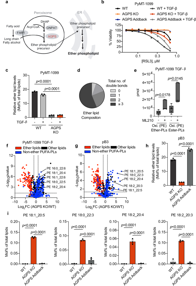 Fig. 1: Ether lipids play a key role in maintaining a ferroptosis susceptible cell state.