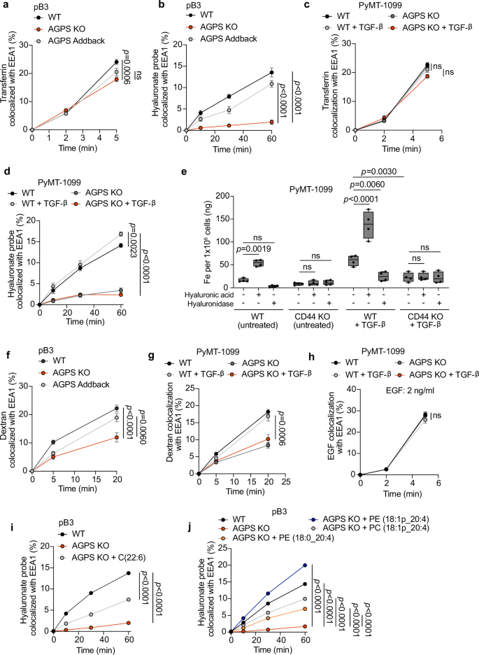Fig. 3: Ether lipids facilitate CD44-mediated iron endocytosis.
