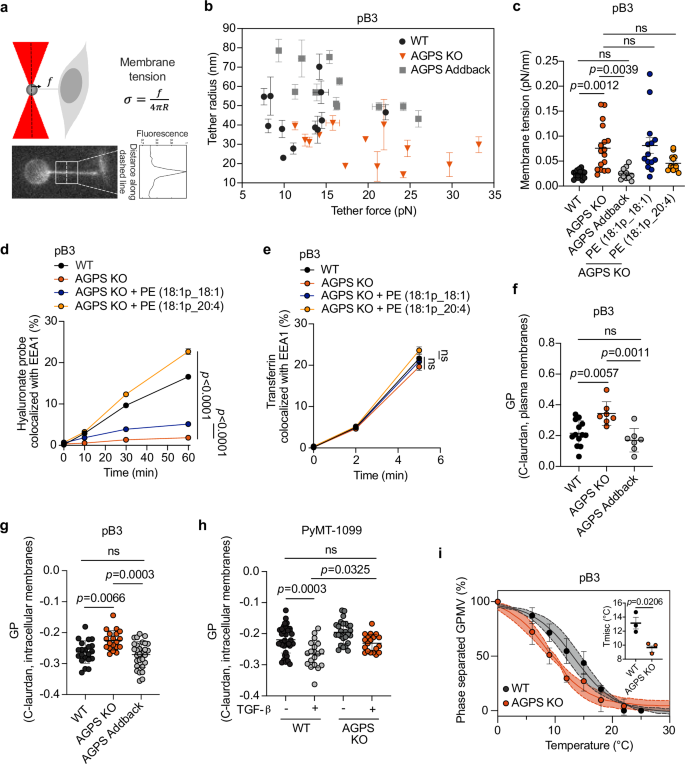 Fig. 4: Ether lipid deficiency impairs membrane biophysical properties.