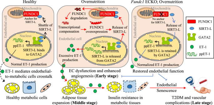 Fig. 10: Schematic description that endothelial FUNDC1 regulates the progression from obesity to T2DM.