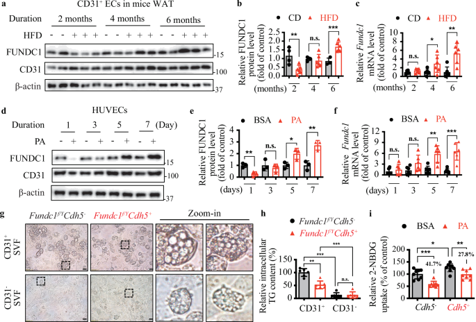 Fig. 1: Endothelial FUNDC1 expression is dynamically regulated by metabolic stress and modulates adipocyte function and insulin sensitivity.