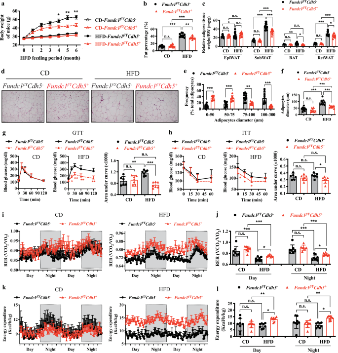 Fig. 2: EC-specific Fundc1 deletion mice exhibit resistance to HFD-induced obesity and metabolic dysfunction.