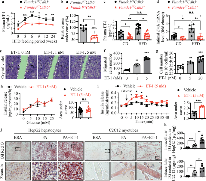 Fig. 3: Endothelial FUNDC1 deletion suppresses the production of ET-1.