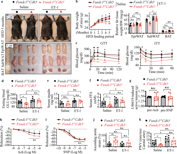 Fig. 4: ET-1 infusion at early-stage reverses endothelial FUNDC1 deletion-mediated anti-obesity and vascular protective effects.