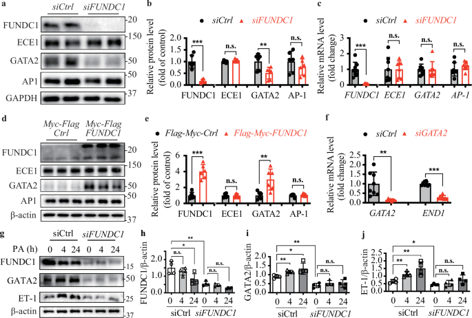 Fig. 5: Lack of FUNDC1 downregulates GATA2 to inhibit ET-1 production.