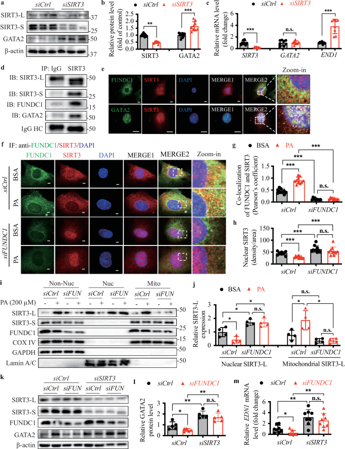 Fig. 6: FUNDC1 deficiency suppresses GATA2 protein level by promoting SIRT3-L translocation from mitochondria to the nucleus.