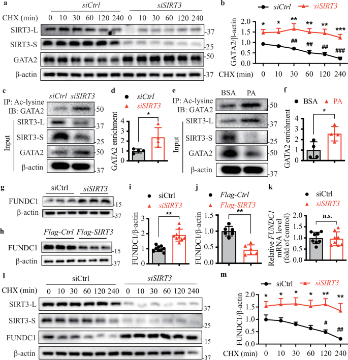 Fig. 7: Deacetylation of GATA2 by SIRT3 promotes GATA2 degradation in FUNDC1-deficient conditions.