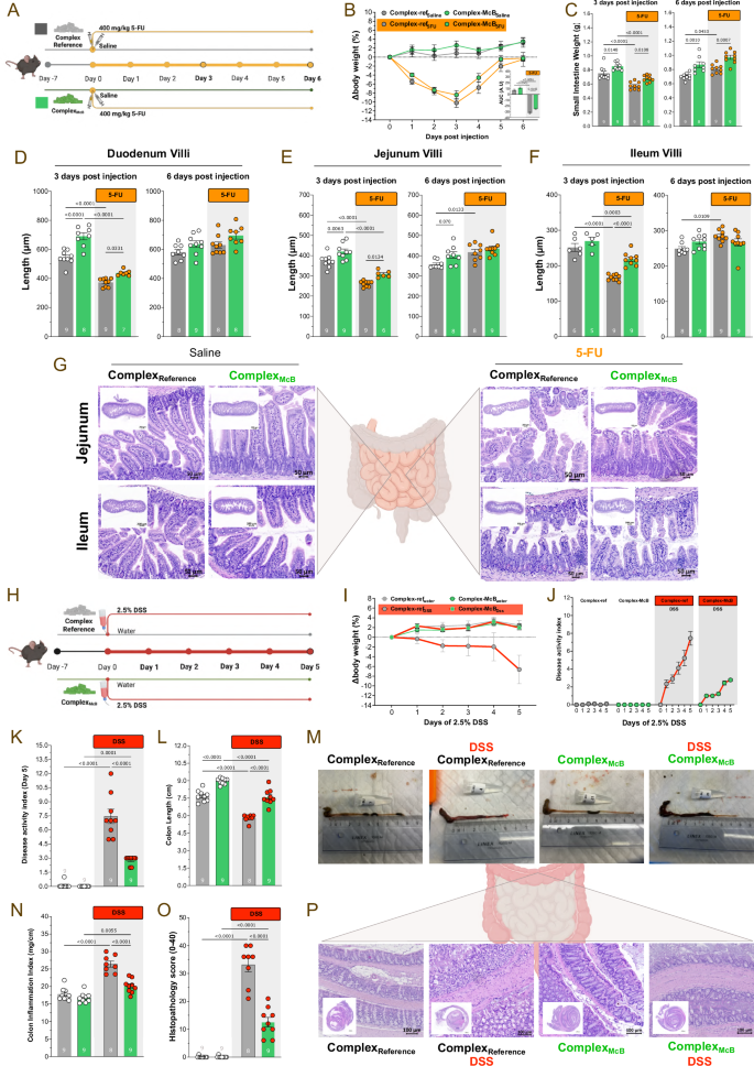 Fig. 3: McB consumption protects against gastrointestinal injury.