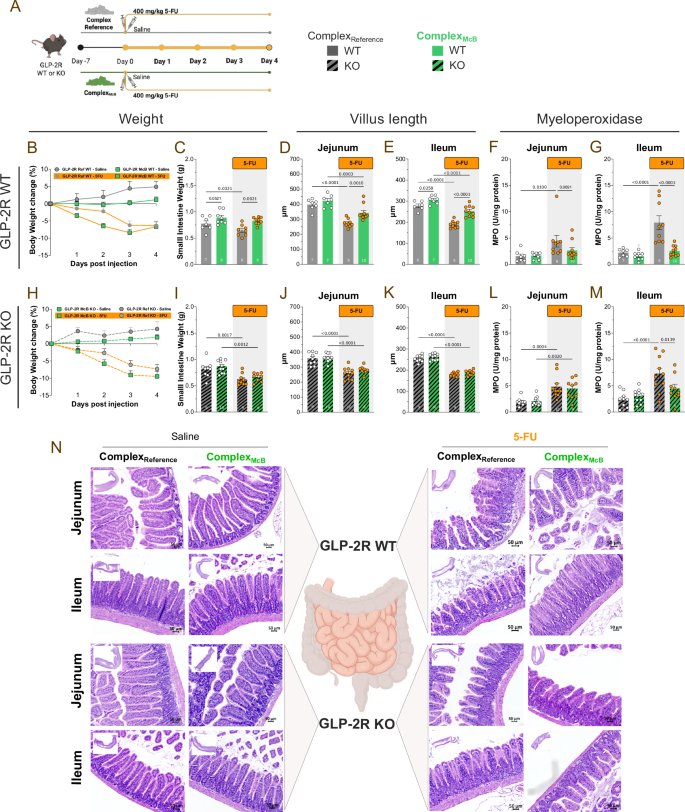 Fig. 4: McB-mediated small intestinal protection is GLP-2R dependent.
