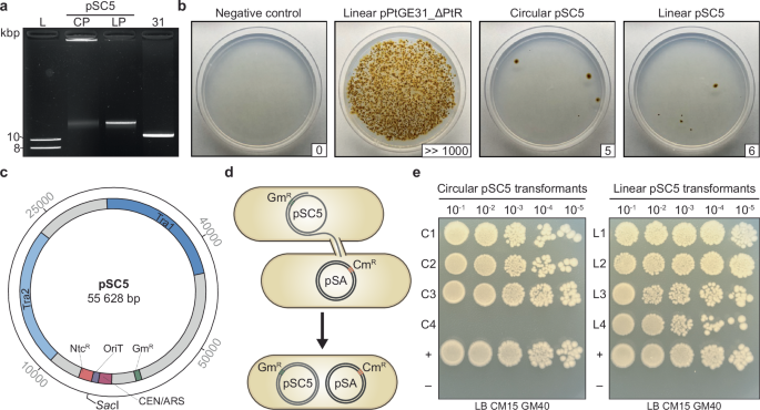 Fig. 3: Electroporation and recovery of a 55.6 kb conjugative plasmid.