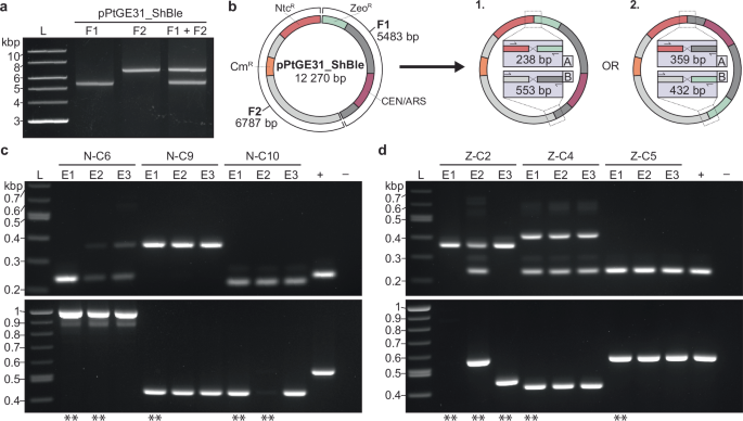 Fig. 4: Electroporation and assembly of two non-overlapping fragments in P. tricornutum.