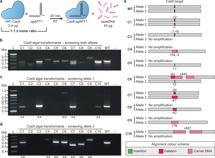 Fig. 6: Electroporation of a Cas9:sgAPT1 complex into P. tricornutum for DNA-free engineering.