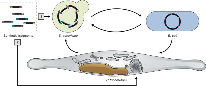 Fig. 7: The canonical [1] and alternative [2] pathways for delivering and assembling episomes in P. tricornutum.