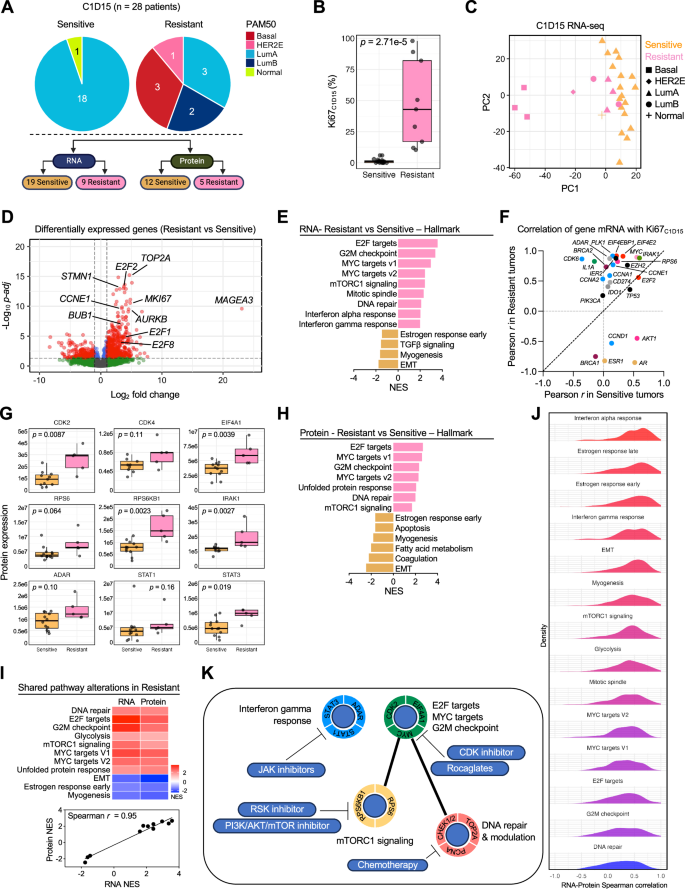 Fig. 3: Transcriptomic and proteomic analysis of ANA/PAL-Sensitive and ANA/PAL-Resistant cases at C1D15.