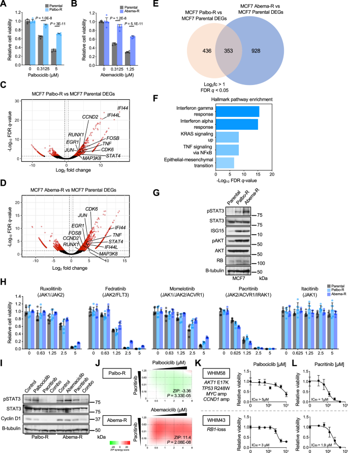 Fig. 5: Targeting hyperactive interferon and inflammatory signaling with JAK inhibitors in CDK4/6i-resistant models.