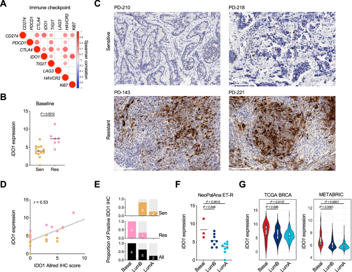 Fig. 7: Enhanced IDO1 expression in Resistant tumors and associated with PAM50 subtype.