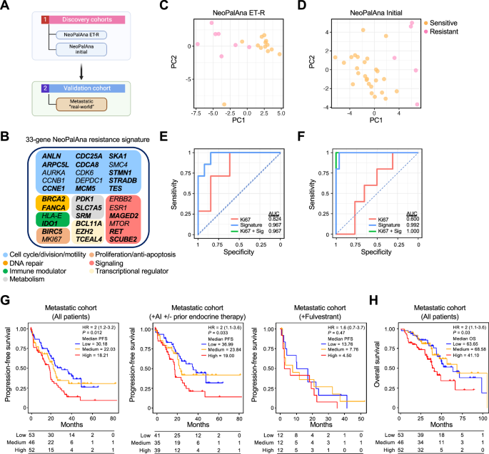 Fig. 8: NeoPalAna 33-gene signature predicts response to CDK4/6 inhibitors in primary and metastatic ER + HER- breast cancer.