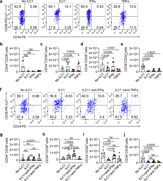 Fig. 2: Regulation of LSC differentiation by human HD ILC1s.