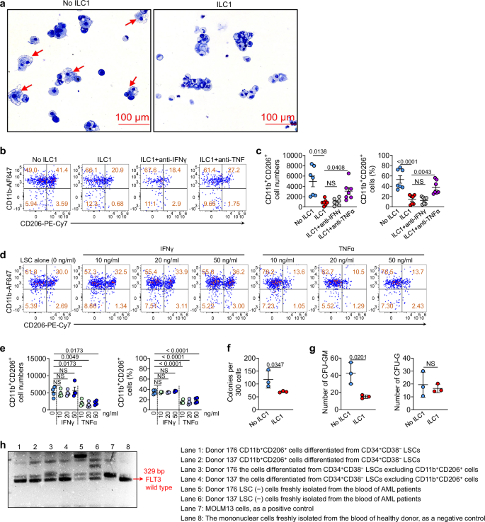Fig. 3: ILC1 TNFα rather than IFNγ suppresses the differentiation of LSCs into CD11b+CD206+ immunosuppressive, macrophage-like leukemia-supporting cells.