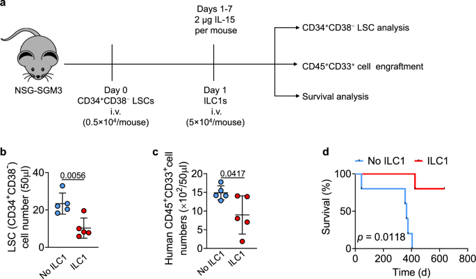 Fig. 4: Human HD ILC1s prolong the survival of mice engrafted with human LSCs.
