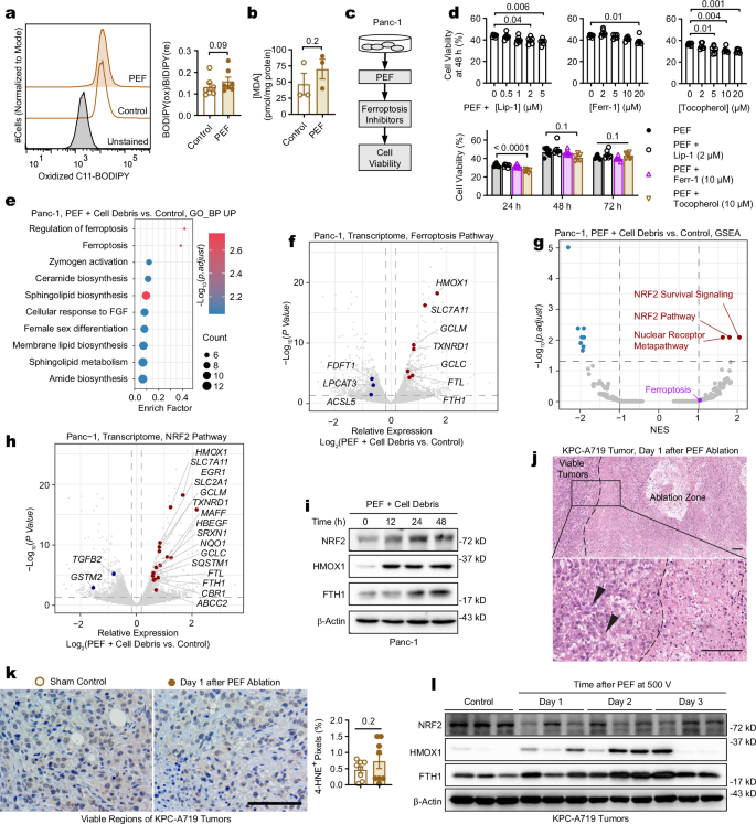 Fig. 1: PEF upregulated ferroptosis suppressor genes in pancreatic cancer cells.