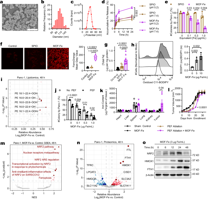 Fig. 2: MOF-Fe induced ferroptosis and temporarily suppressed tumor recurrence after PEF ablation.