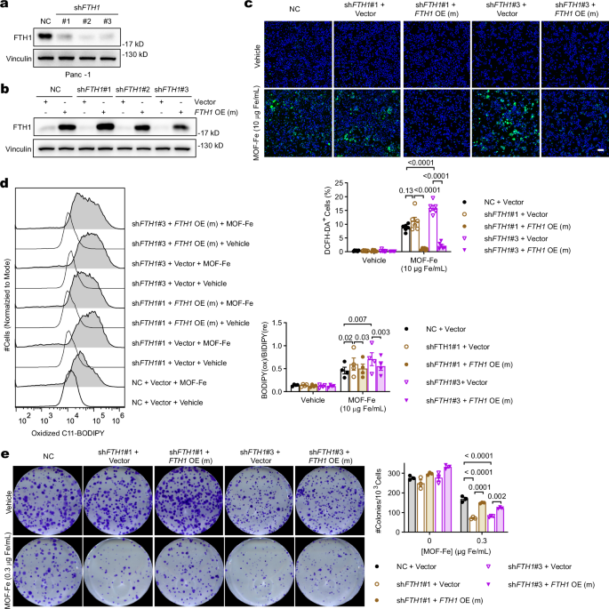 Fig. 3: FTH1 promoted resistance to MOF-Fe.