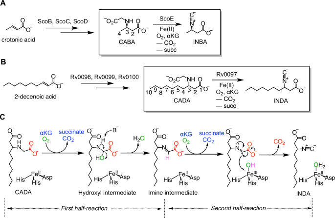 Fig. 1: ScoE and Rv0097 catalyze isonitrile biosynthesis.