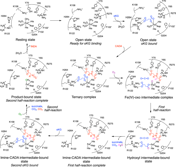 Fig. 6: Proposed structural mechanism for Rv0097-catalyzed isonitrile formation.
