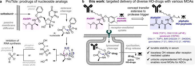 Fig. 1: Structural comparison between ProTide prodrugs and development of the phosphoramidate linker moiety for traceless release of aromatic- and aliphatic alcohols in targeted drug delivery.