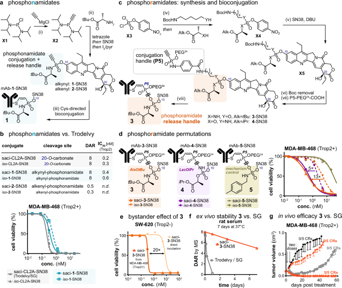 Fig. 2: Evaluation of ADCs with phosphorus-based self-immolative linkers and aromatic alcohols, exemplified with SN38.