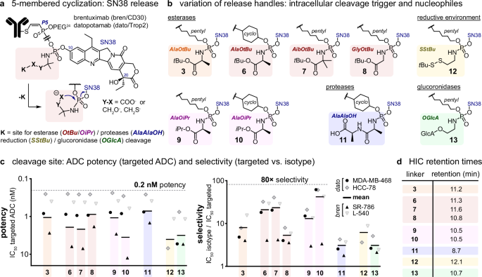 Fig. 3: Variation of the phosphoramidate-based release handles.