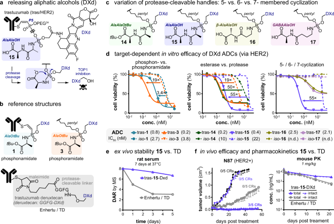 Fig. 4: Evaluation of ADCs with phosphorus-based self-immolative linkers and aliphatic alcohols, exemplified with DXd.