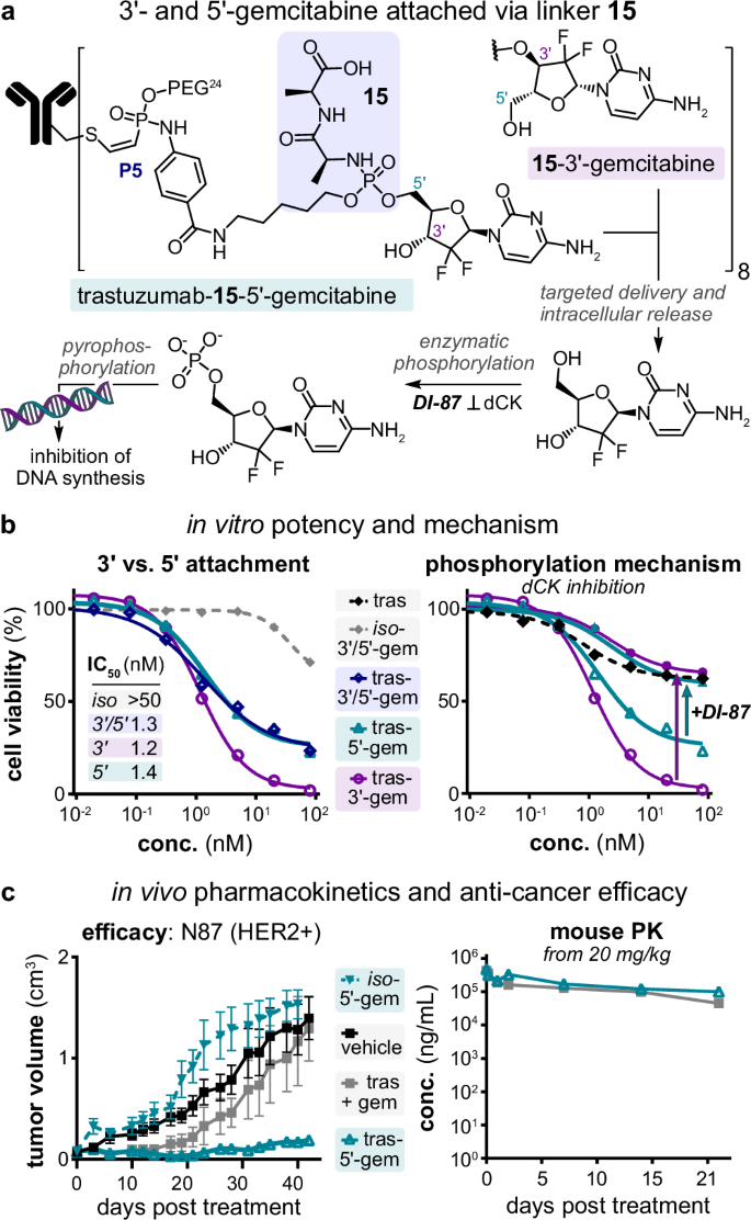 Fig. 6: Evaluation of gemcitabine ADCs attached via linker 15 with its’ primary 5’ or its secondary 3’ hydroxyl groups.
