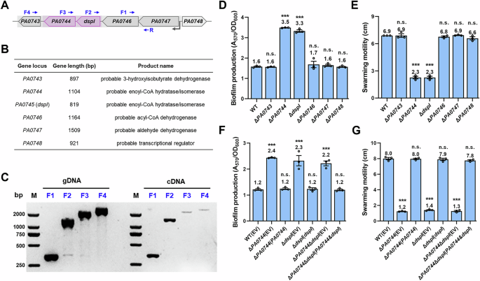 Fig. 1: The co-transcribed PA0744 and dspI are involved in the regulation of sessile-to-motile transition.
