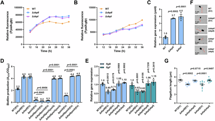Fig. 3: DspII and DspI inversely regulate Psl biosynthesis and flagellar biosynthesis.
