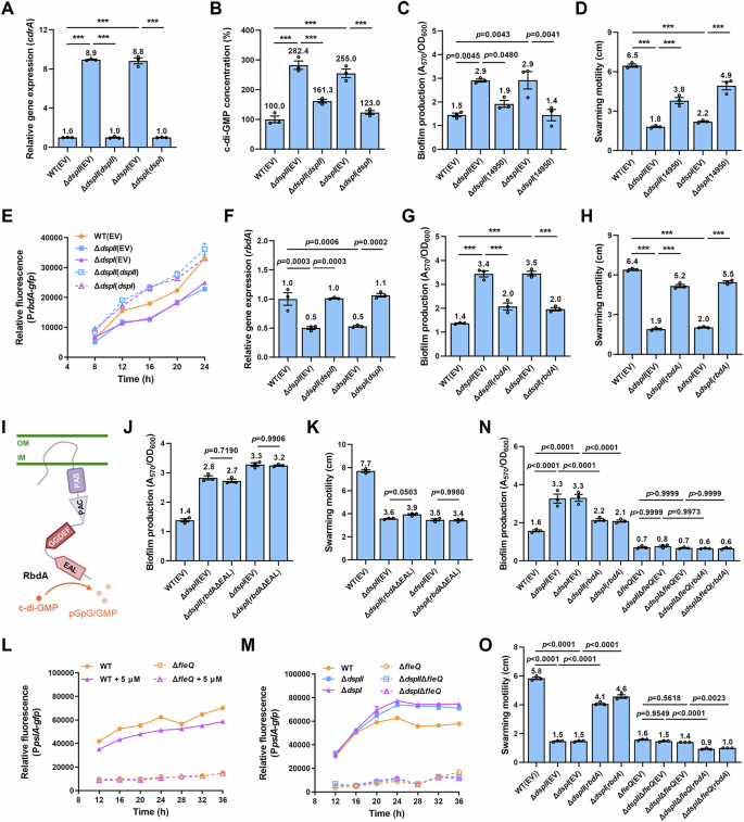 Fig. 4: DspII and DspI regulate sessile-to-motile transition through the RbdA/c-di-GMP/FleQ pathway.