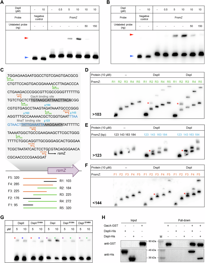 Fig. 7: DspII and DspI directly interact with PrsmZ and GacA.