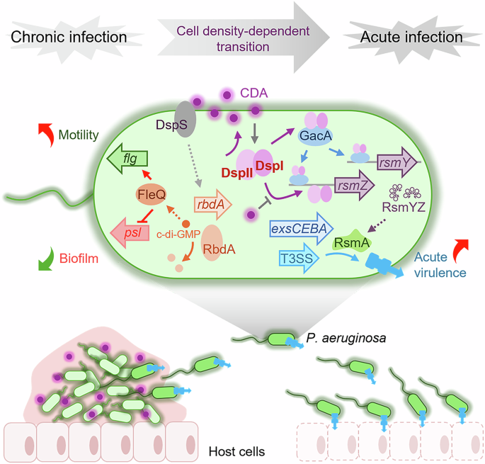 Fig. 9: A schematic model showing the modulation of chronic-to-acute virulence switch by the DspII and DspI proteins in P. aeruginosa.