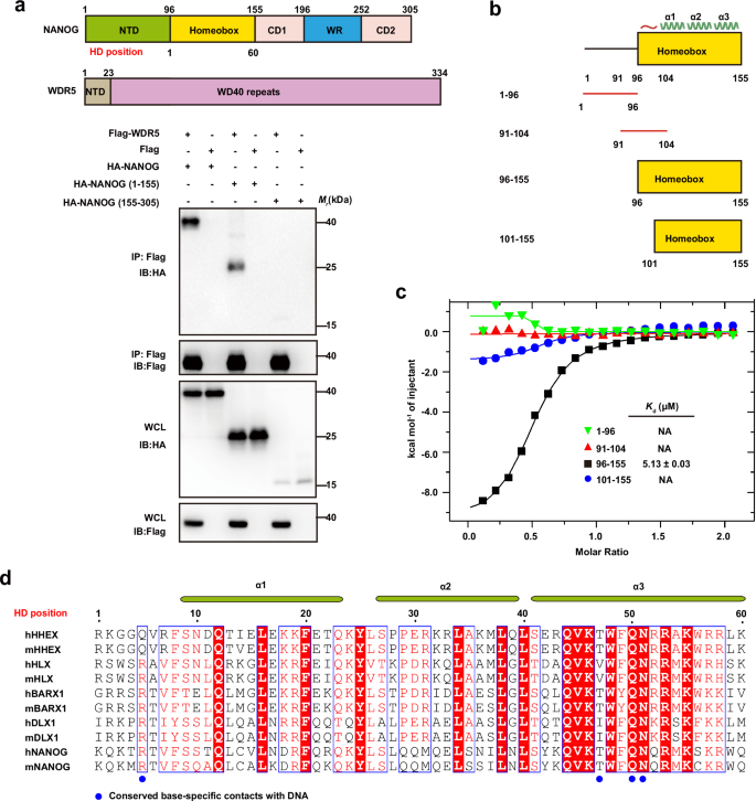 Fig. 2: WDR5 binds directly to the homeodomain of NANOG.