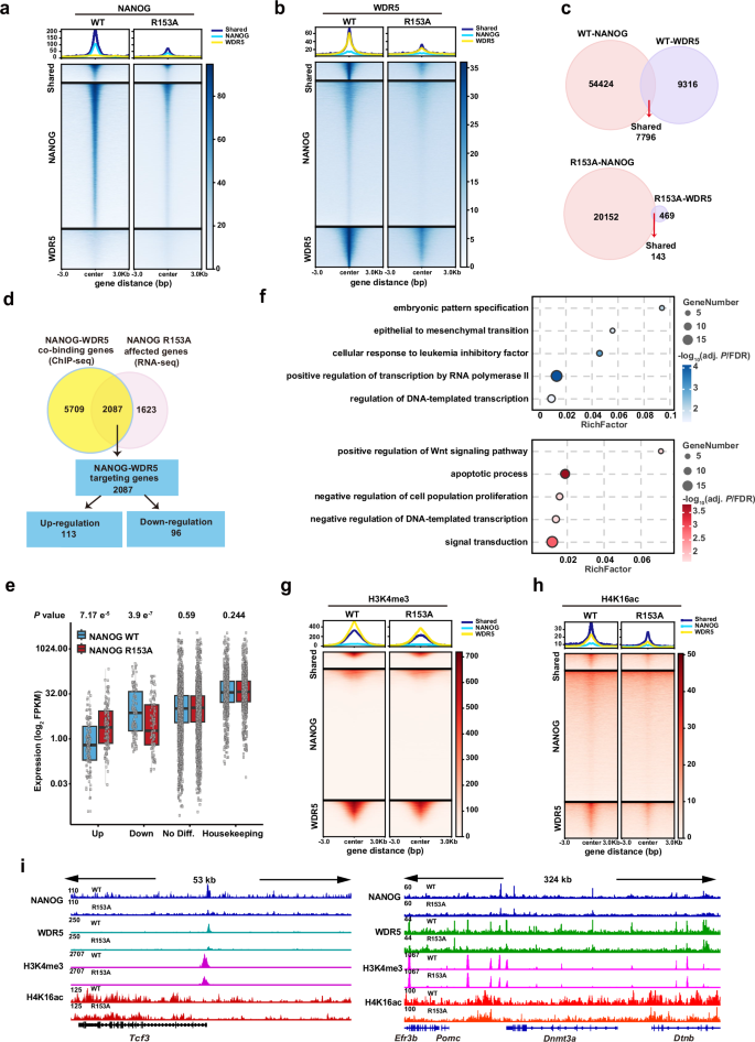 Fig. 5: Loss of the WDR5-NANOG interaction compromises histone modifications at promoters of pluripotency-associated genes.