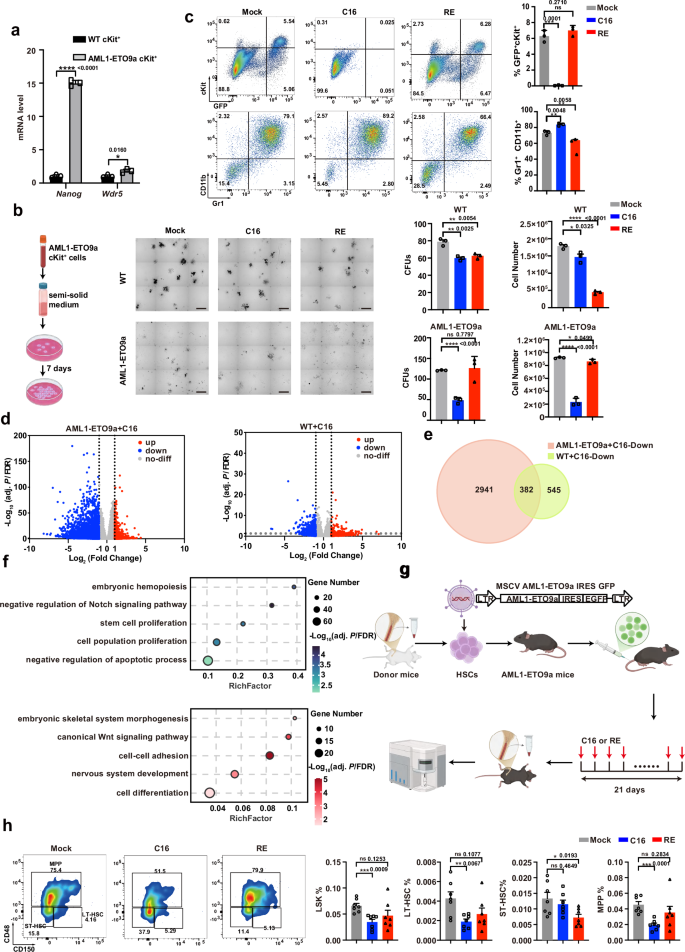 Fig. 6: Targeting the WDR5-NANOG axis suppresses the self-renewal of AML1-ETO9a (AE9a) leukemia stem cells.