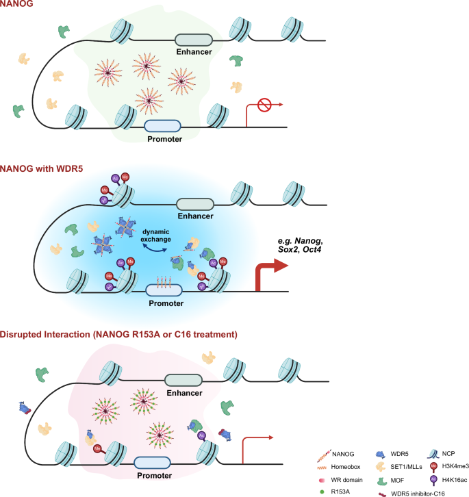 Fig. 7: Schematic model of LLPS-mediated WDR5-NANOG interaction in transcriptional activation and pluripotency maintenance.