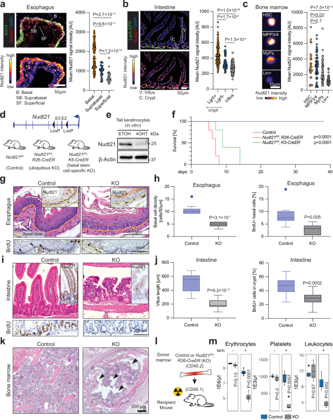 Fig. 1: CFIm is required for the maintenance of diverse regenerative tissues.
